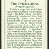 Frigate-bird.