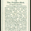 Frigate-bird.
