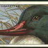 Goosander.