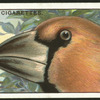 Hawfinch.