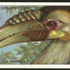 Plait-billed hornbill.