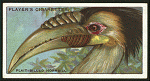 Plait-billed hornbill.