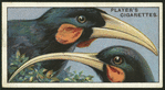 Huia.