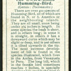 Sword-billed humming-bird.