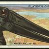 American jabiru.
