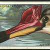 Australian jacana.