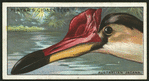 Australian jacana.