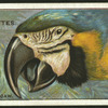 Blue & yellow macaw.