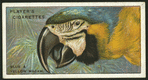 Blue & yellow macaw.