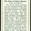 Blue & yellow macaw.