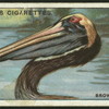 Brown pelican.