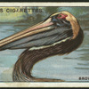 Brown pelican.