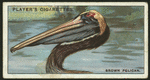Brown pelican.