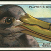 Giant petrel.