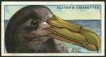 Giant petrel.
