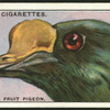 Knob-billed fruit pigeon.