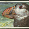 Puffin.