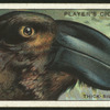 Thick-billed raven.