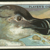 Razorbill.