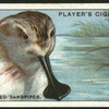 Spoon-billed sandpiper.