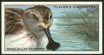 Spoon-billed sandpiper.