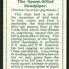 Spoon-billed sandpiper.