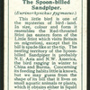 Spoon-billed sandpiper.