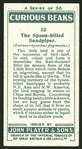 Spoon-billed sandpiper.