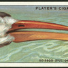 Scissor-bill or skimmer.