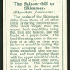 Scissor-bill or skimmer.