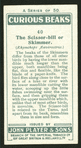 Scissor-bill or skimmer.