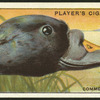 Common sooter.