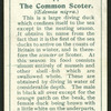 Common sooter.