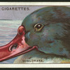 Sheldrake.
