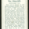 Shoe-bill.