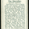 Shoveller.