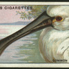 Common spoonbill.