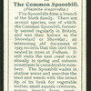 Common spoonbill.