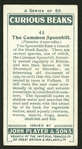 Common spoonbill.