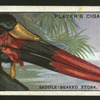 Saddle-beaked stork.