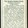 Saddle-beaked stork.