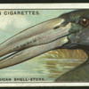 African shell-stork.
