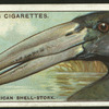 African shell-stork.