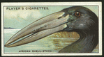African shell-stork.