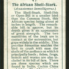 African shell-stork.