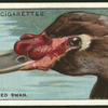 Black-necked swan.