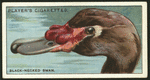 Black-necked swan.