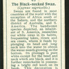 Black-necked swan.