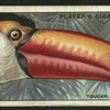 Toucan.