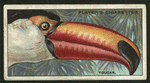 Toucan.